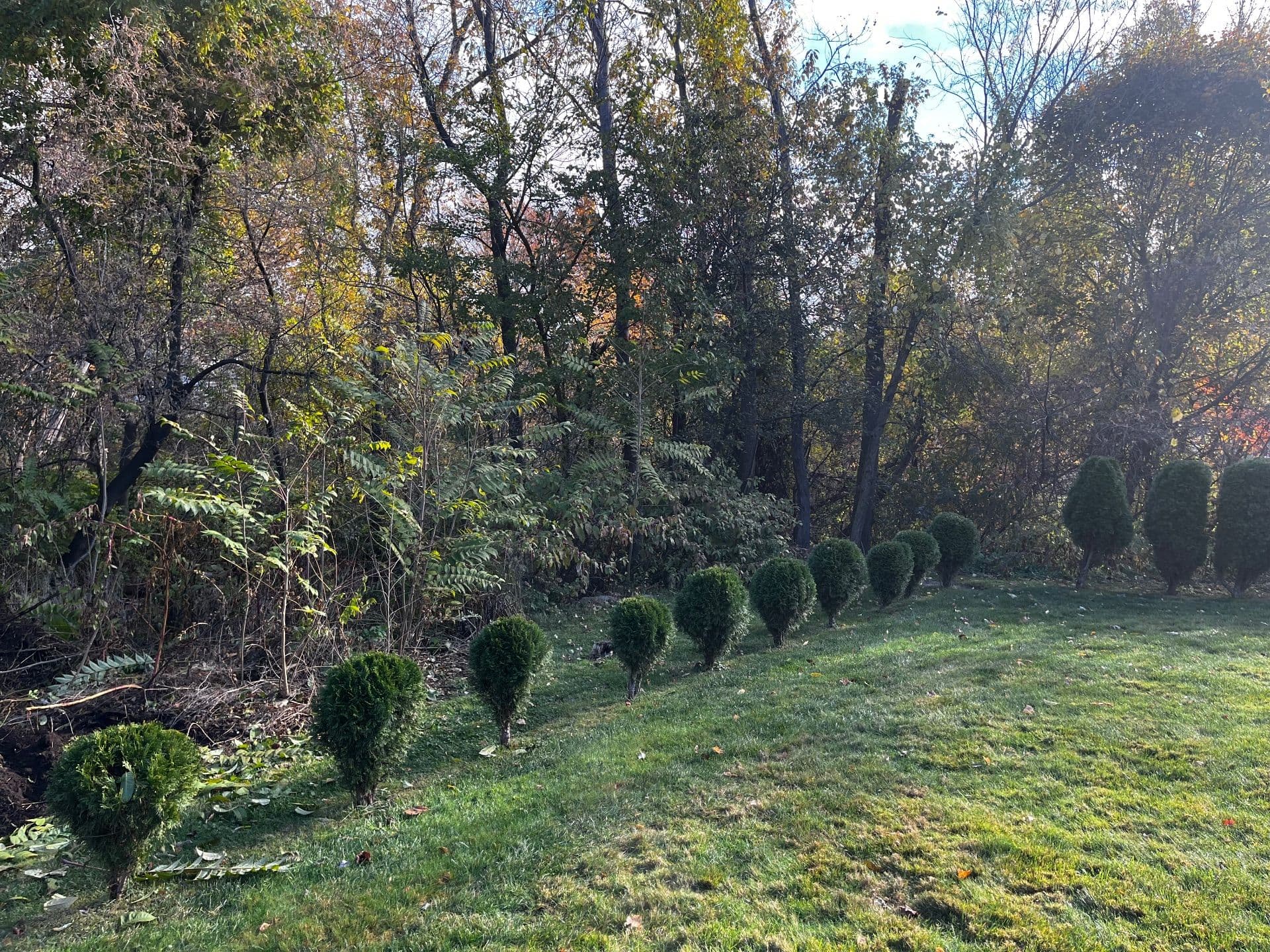 Gallery photos for Clearing and Revitalizing Overgrown Spaces in Methuen MA: Image #2