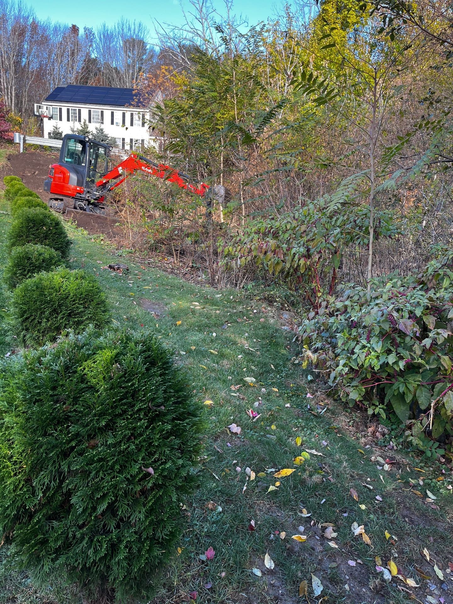 Gallery photos for Clearing and Revitalizing Overgrown Spaces in Methuen MA: Image #8