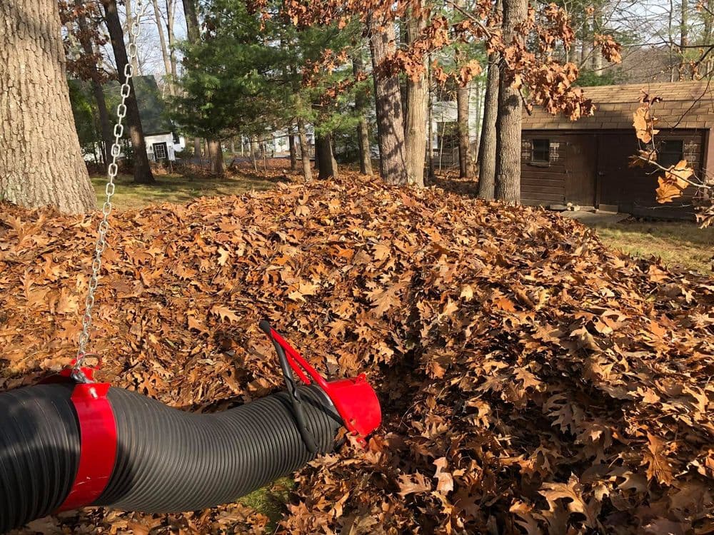Gallery photos for Fall Clean up : Image #4
