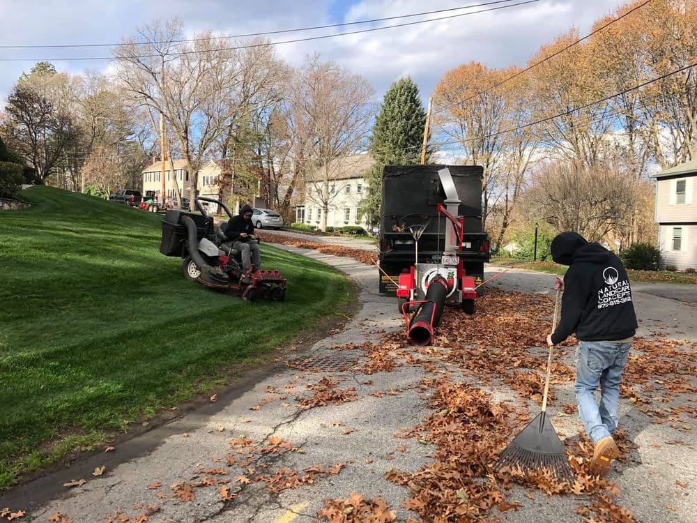 Fall Clean up  image